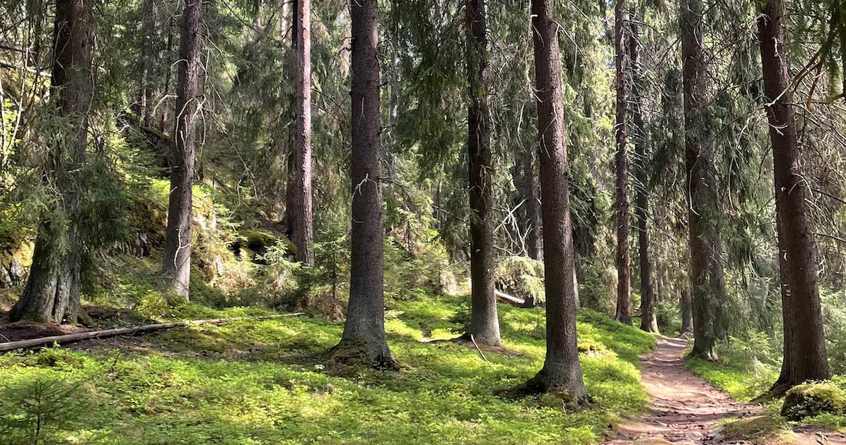 Uutiset ja päivitykset Kauppi-Niihaman suojeluun liittyen