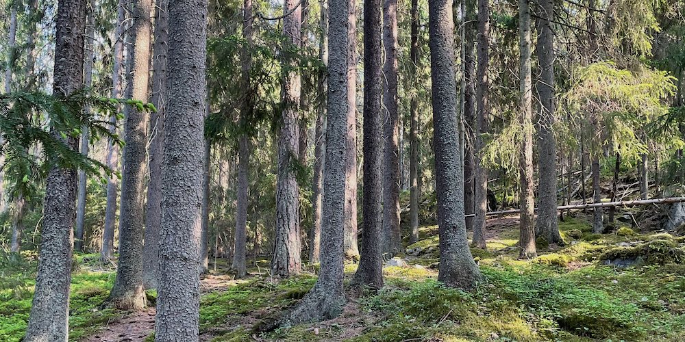 Valtuustoryhmien aloite Kauppi-Niihaman suojelusta